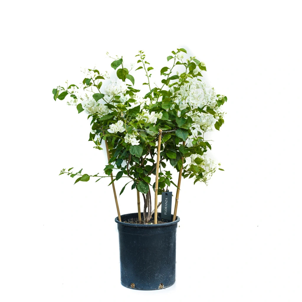 Bougainvillea 4 stick