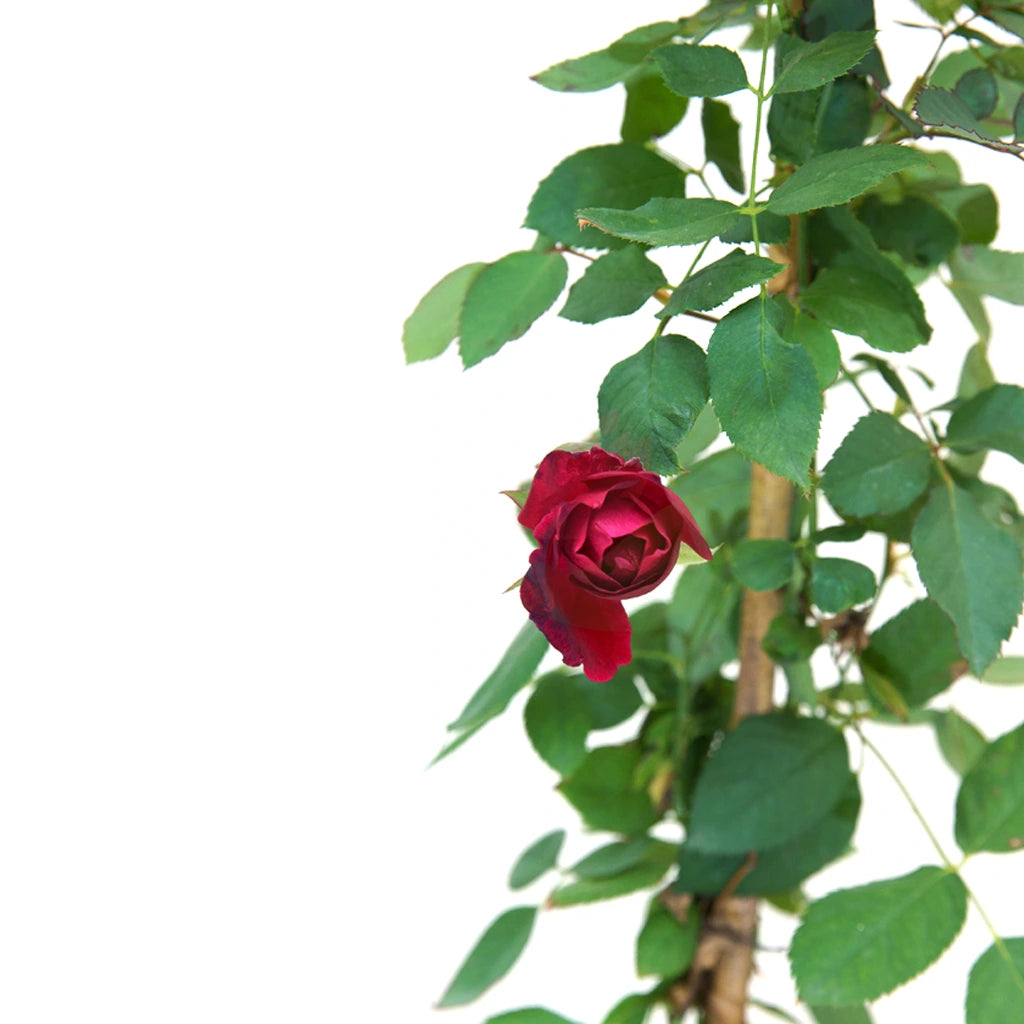 Rose Pakistan