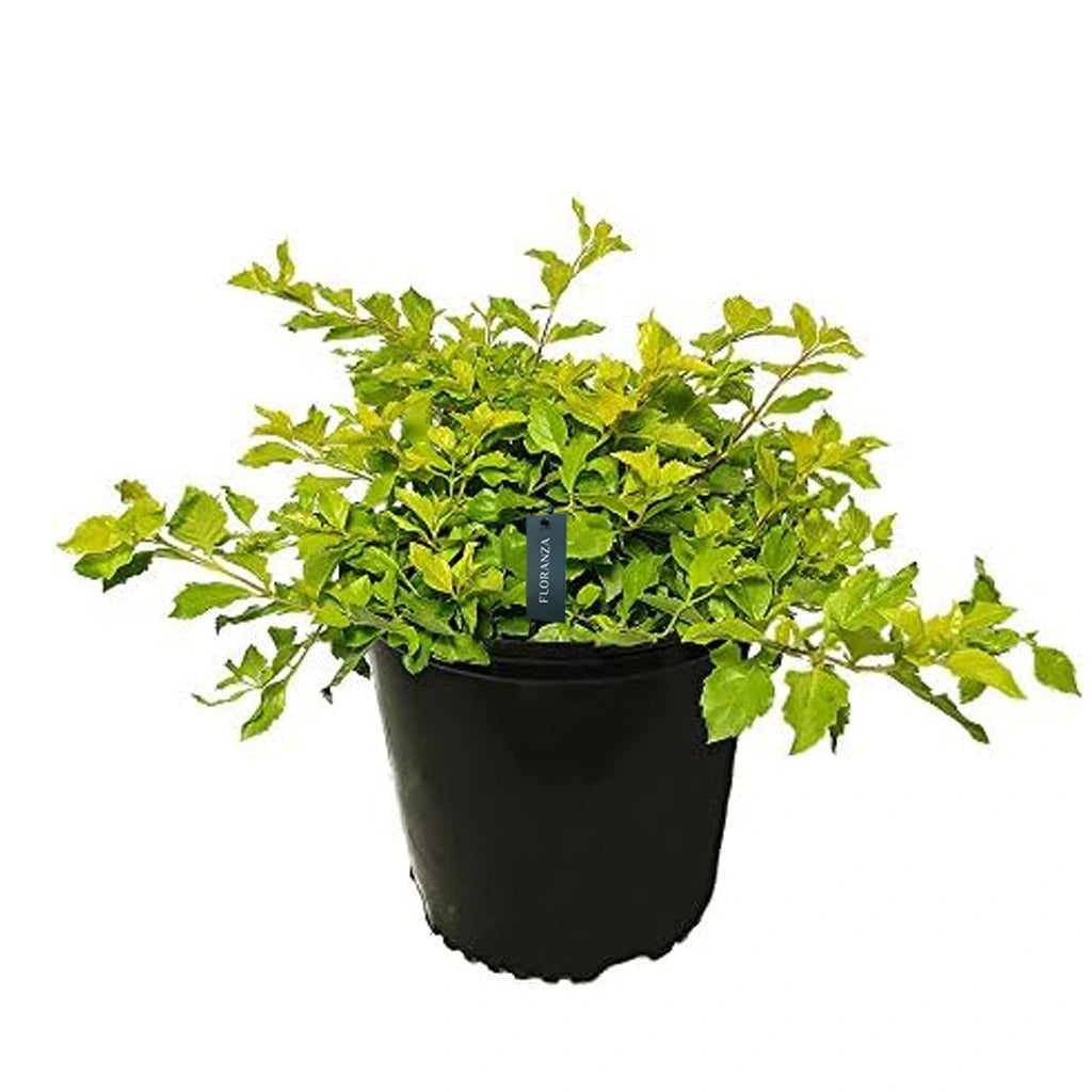 Duranta erecta