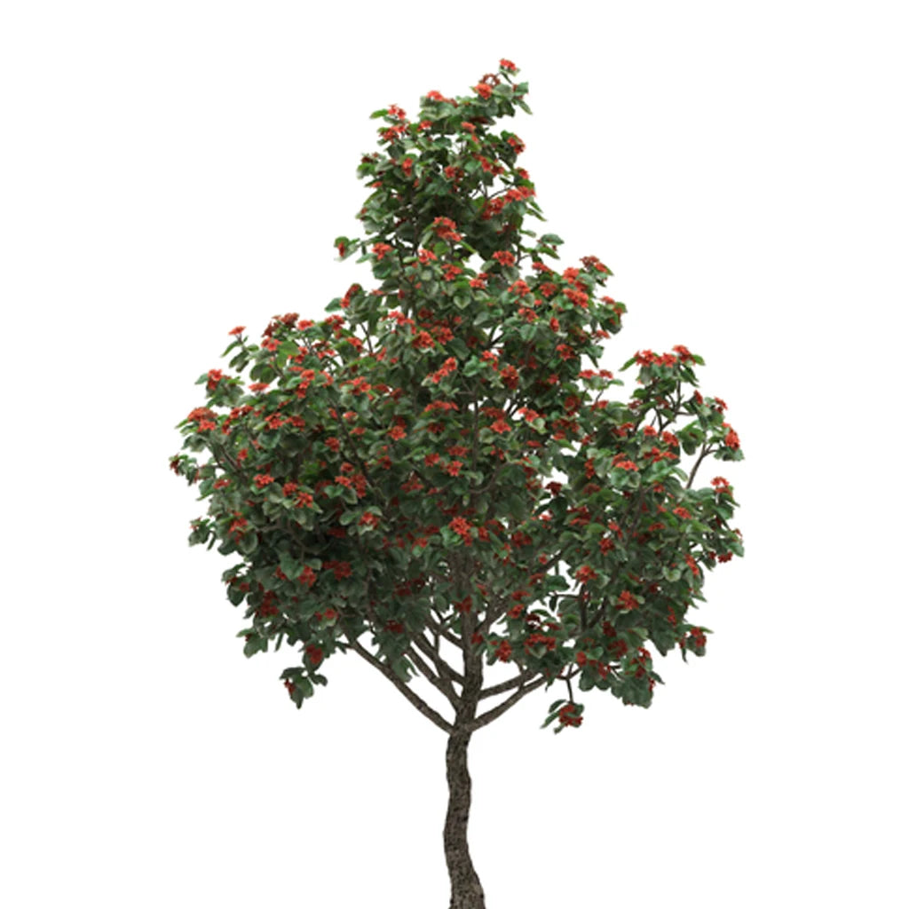 Cordia Sebestena- Scarlet Cordia