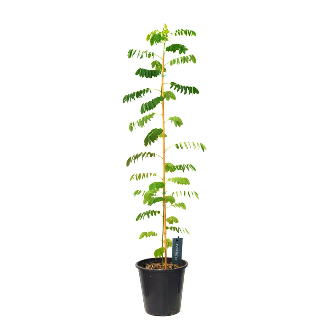Cassia Glauca-Golden Shower Tree