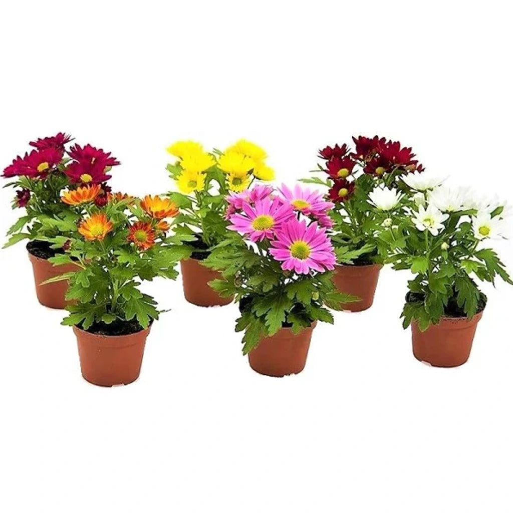 Chrysanthemum (Assorted colour)