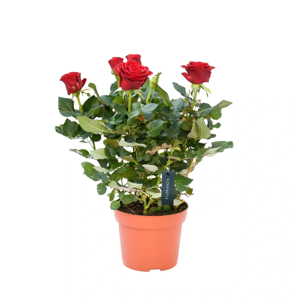 Holland Potted Rose (Assorted colour)