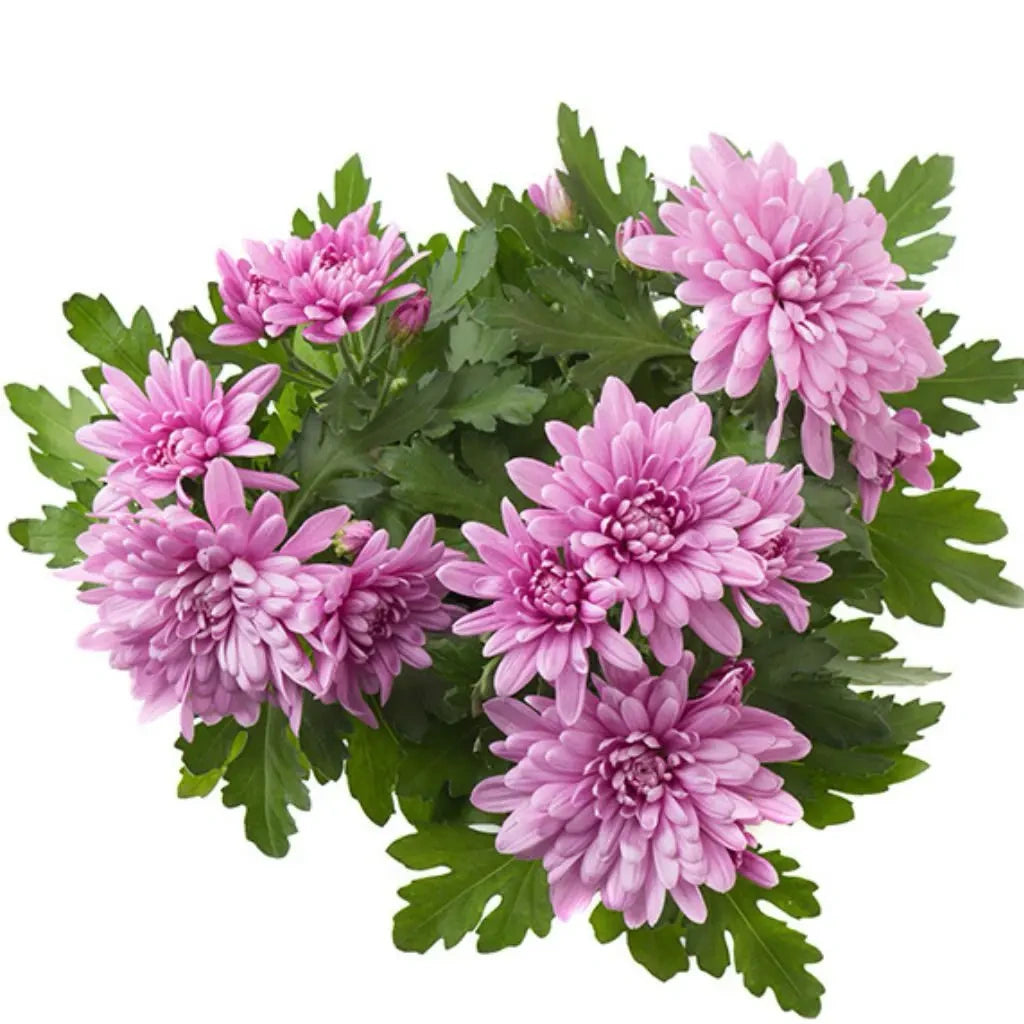 Chrysanthemum (Assorted colour)