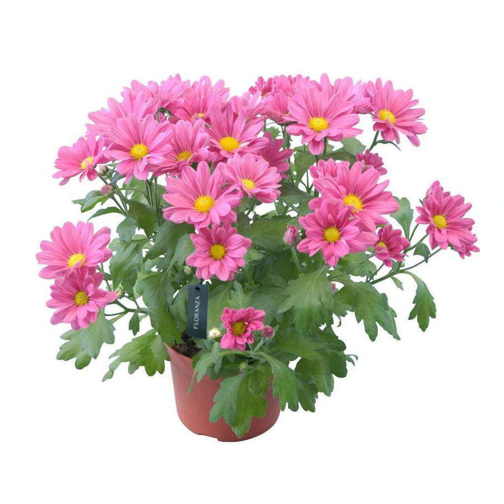 Chrysanthemum (Assorted colour)