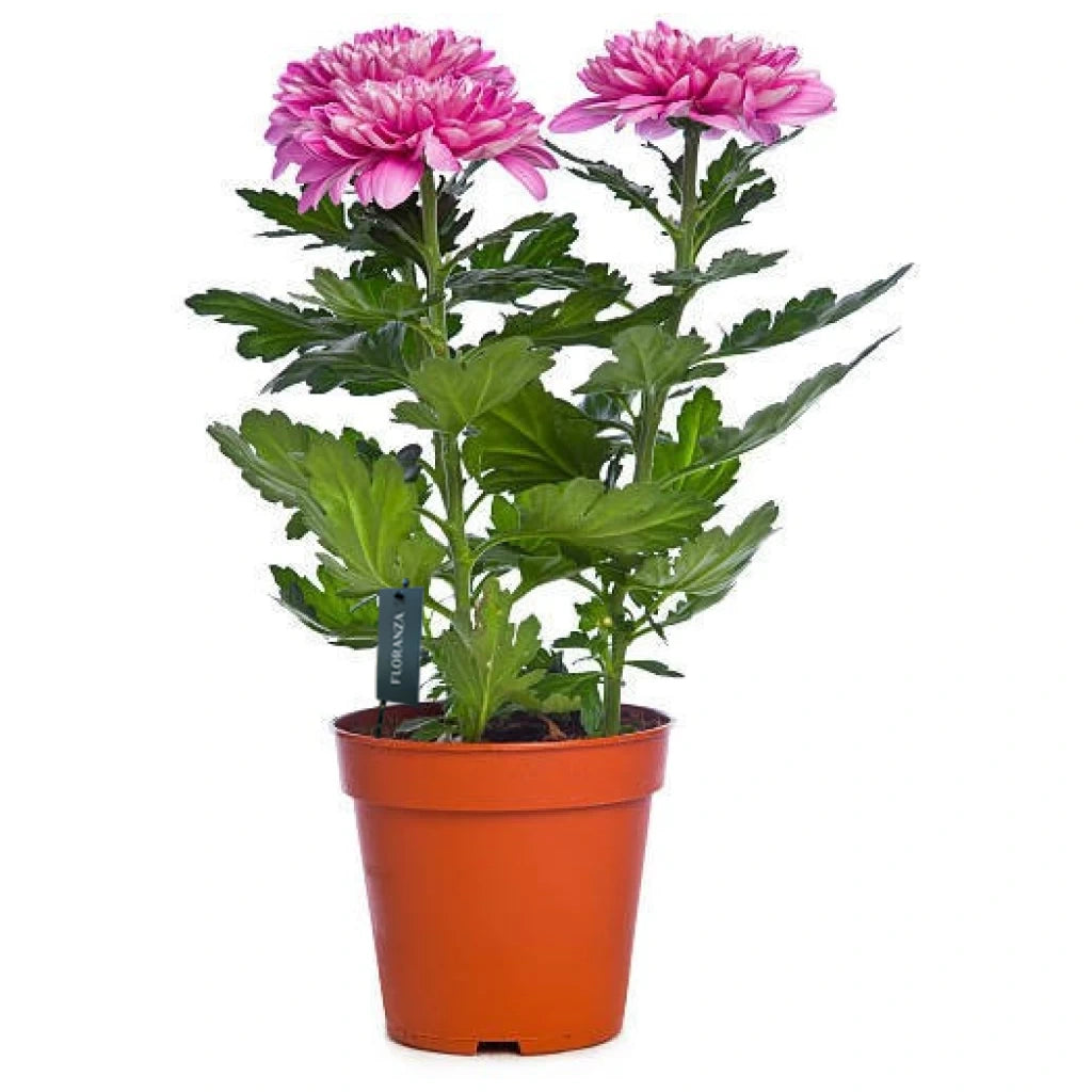 Chrysanthemum (Assorted colour)
