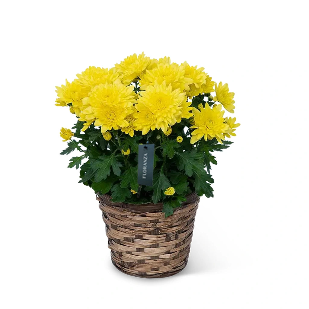 Chrysanthemum (Assorted colour)