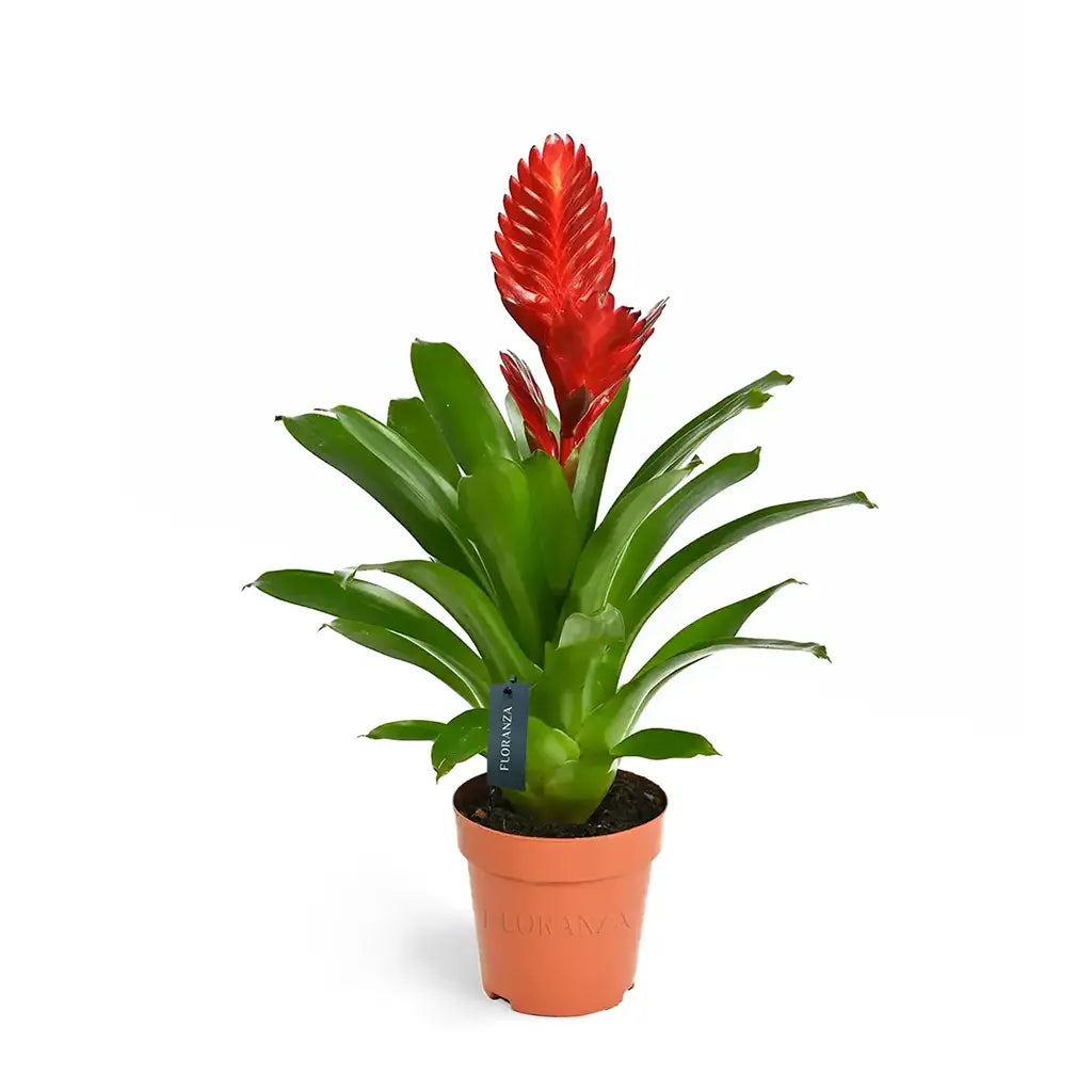 Vriesea - flaming sword( Assorted colour)