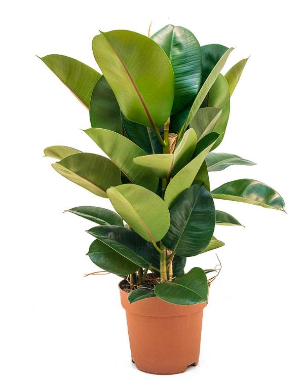 Ficus Robusta - Rubber Plant