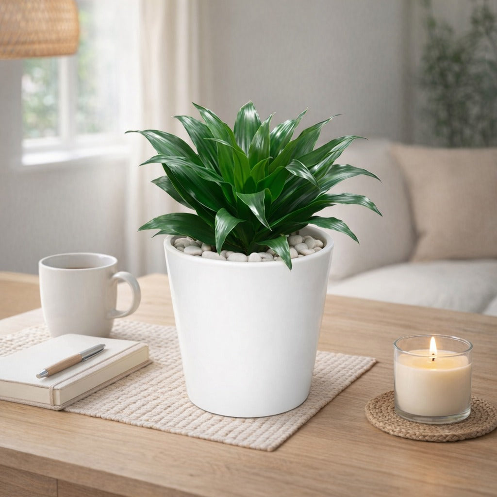Dracaena compacta in white ceramic pot