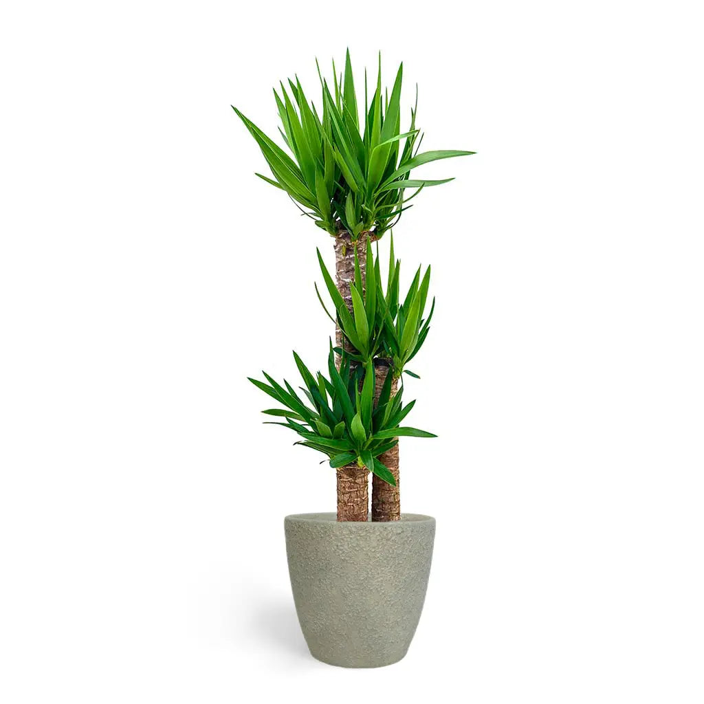 Yucca - Needle Palm