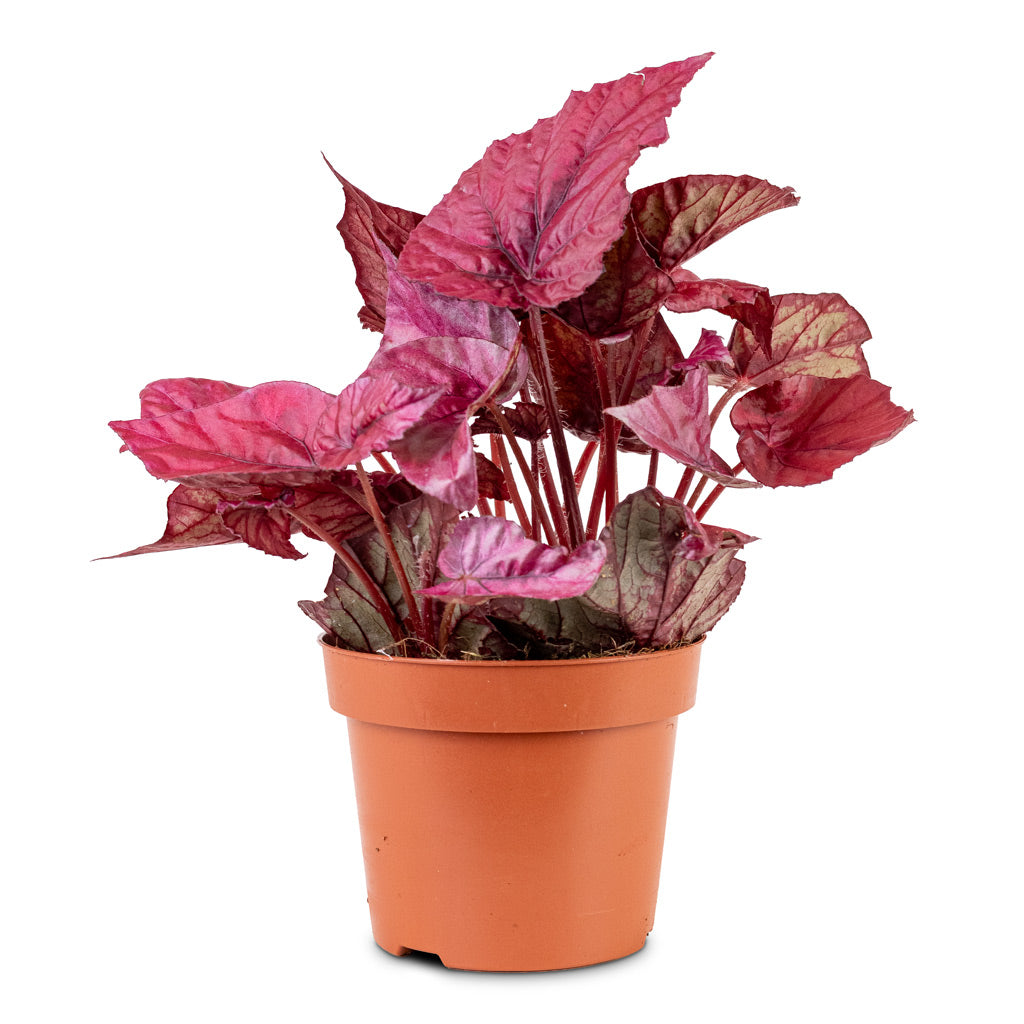 Begonia 'Beleaf' mix- Assorted colour