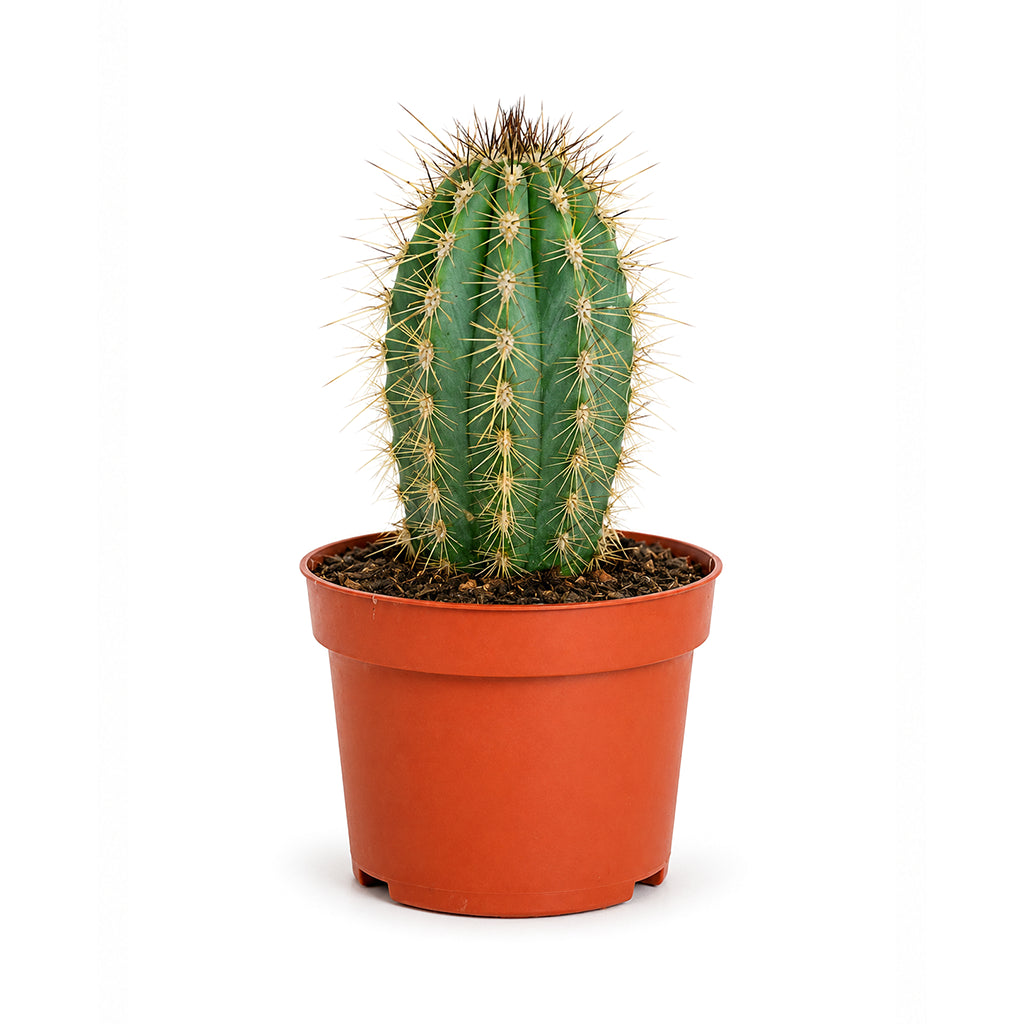 Cactus (Assorted type)
