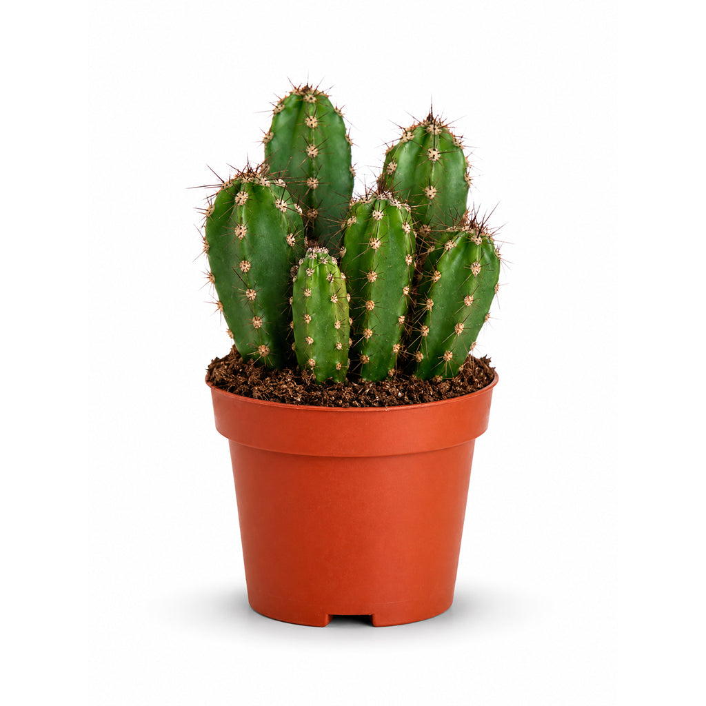 Cactus (Assorted type)