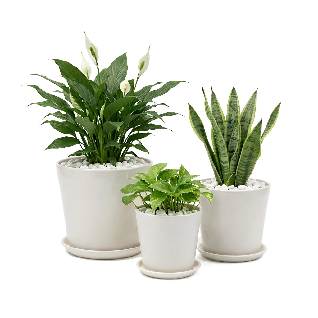 Air purifying house plants combo in ceramic pot- Peace lily-Pothos-Snake plant