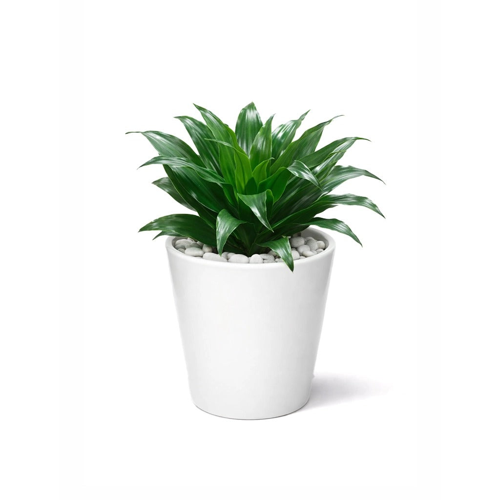 Dracaena compacta in white ceramic pot
