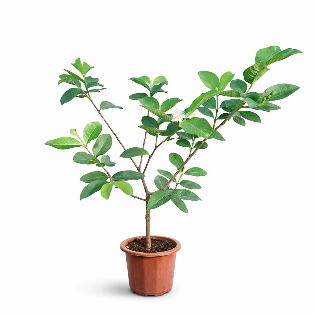 Guava Plant- Psidium guajava