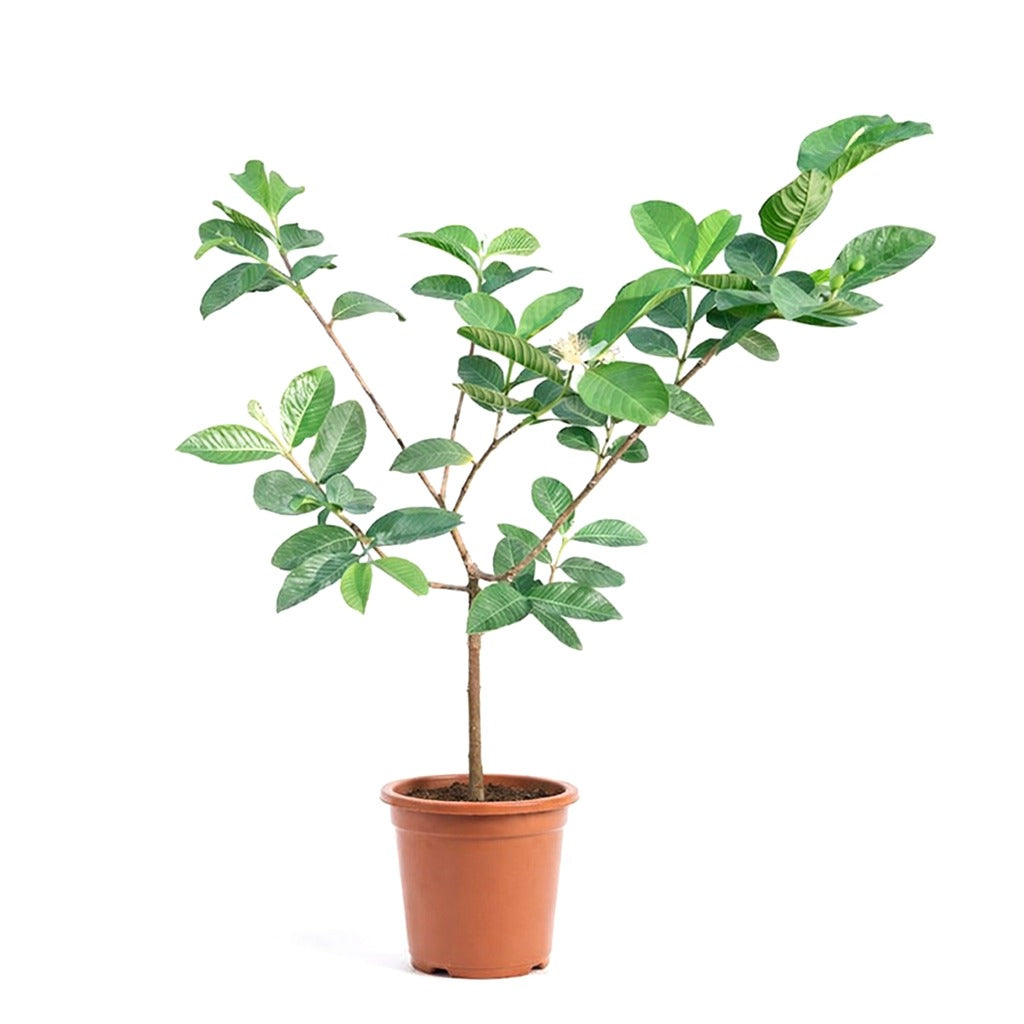 Guava Plant- Psidium guajava