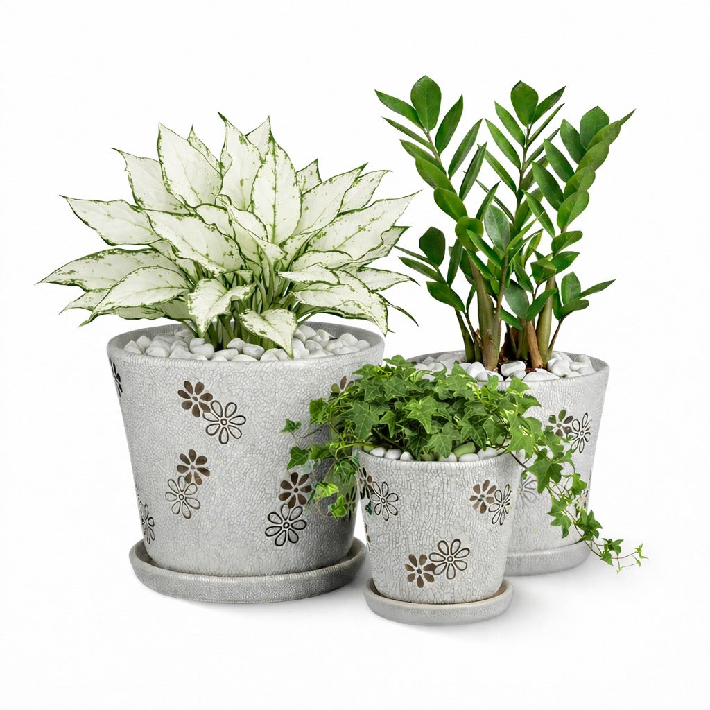 Air purifying house plants combo in ceramic pot- Z Z plant- Aglaonema white joy- English Ivy