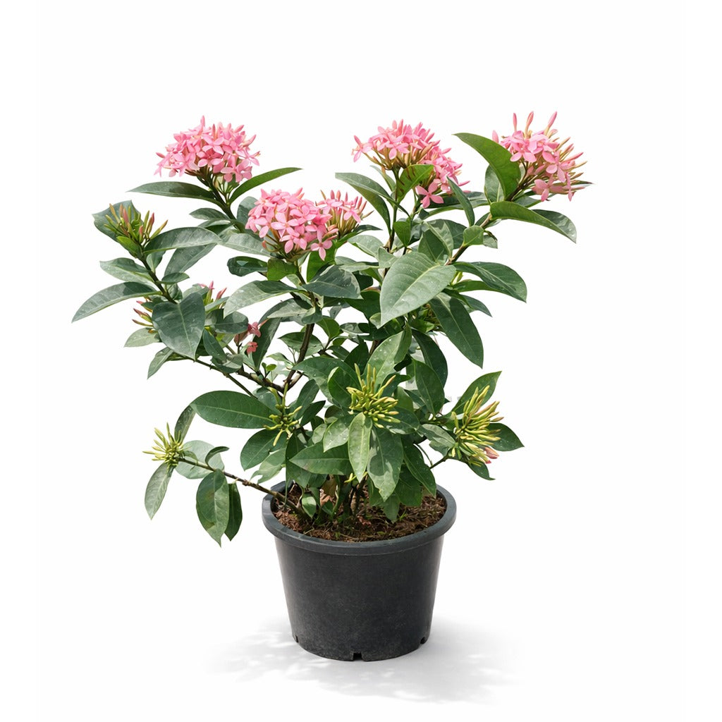 Ixora coccinea- Jungle flame- Jungle geranium- Assorted colour