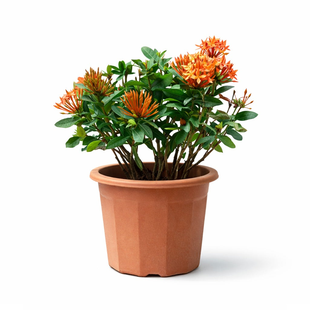 Ixora chinensis- Jungle Flame- Flame of the Woods (Assorted colours)