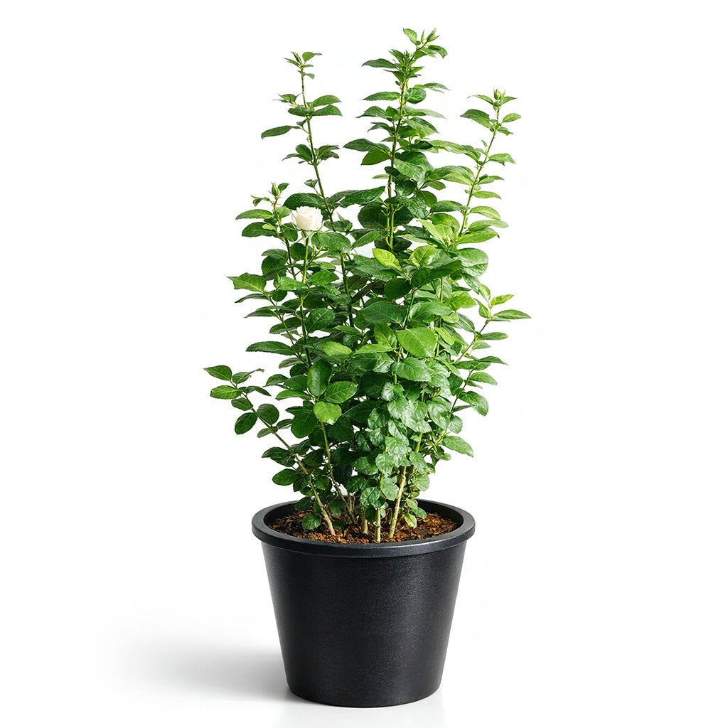Arabian Jasmine-Jasminum sambac- Mogra