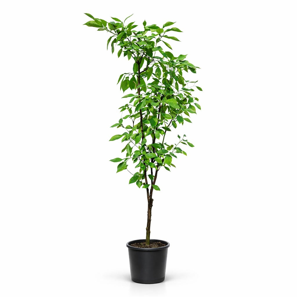 Lemon tree- Citrus limon