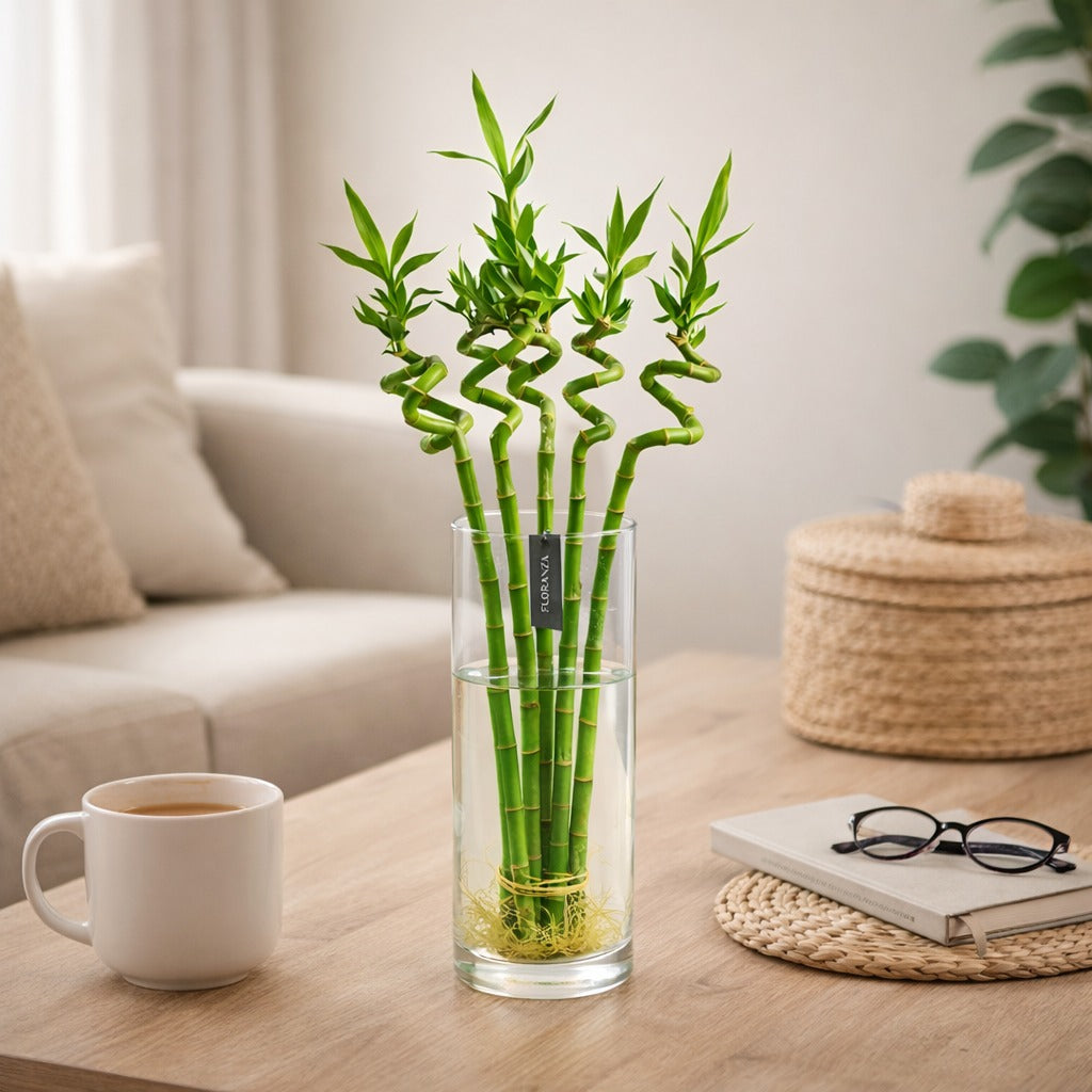 Lucky bamboo 60 cm in glass vase