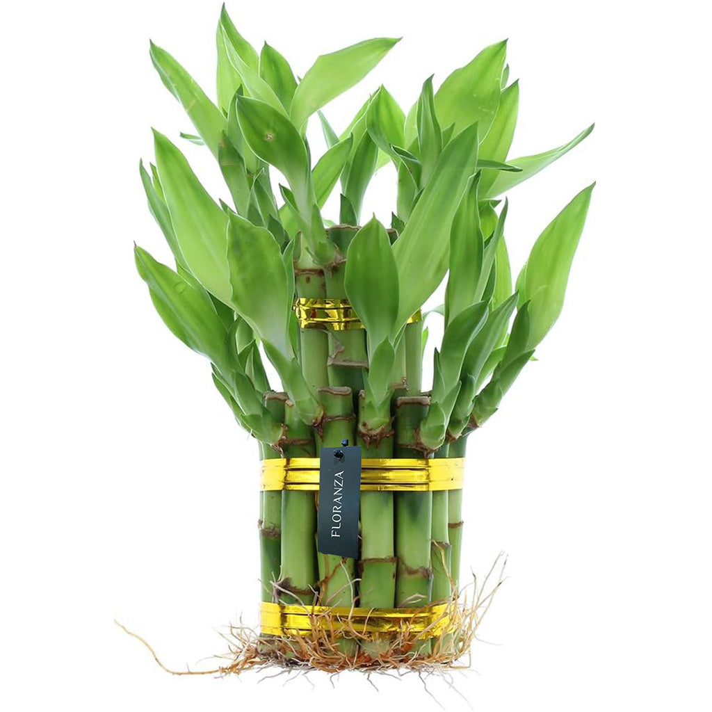 Lucky Bamboo 2 tier