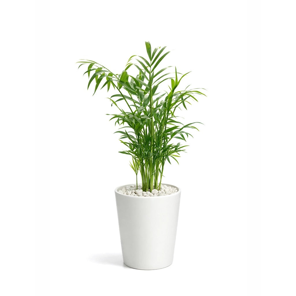 Chamaedorea in white ceramic pot- Parlour palm