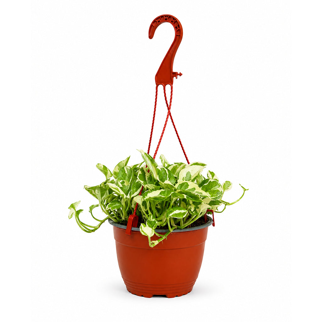 Epipremnum hang- Hanging pothos