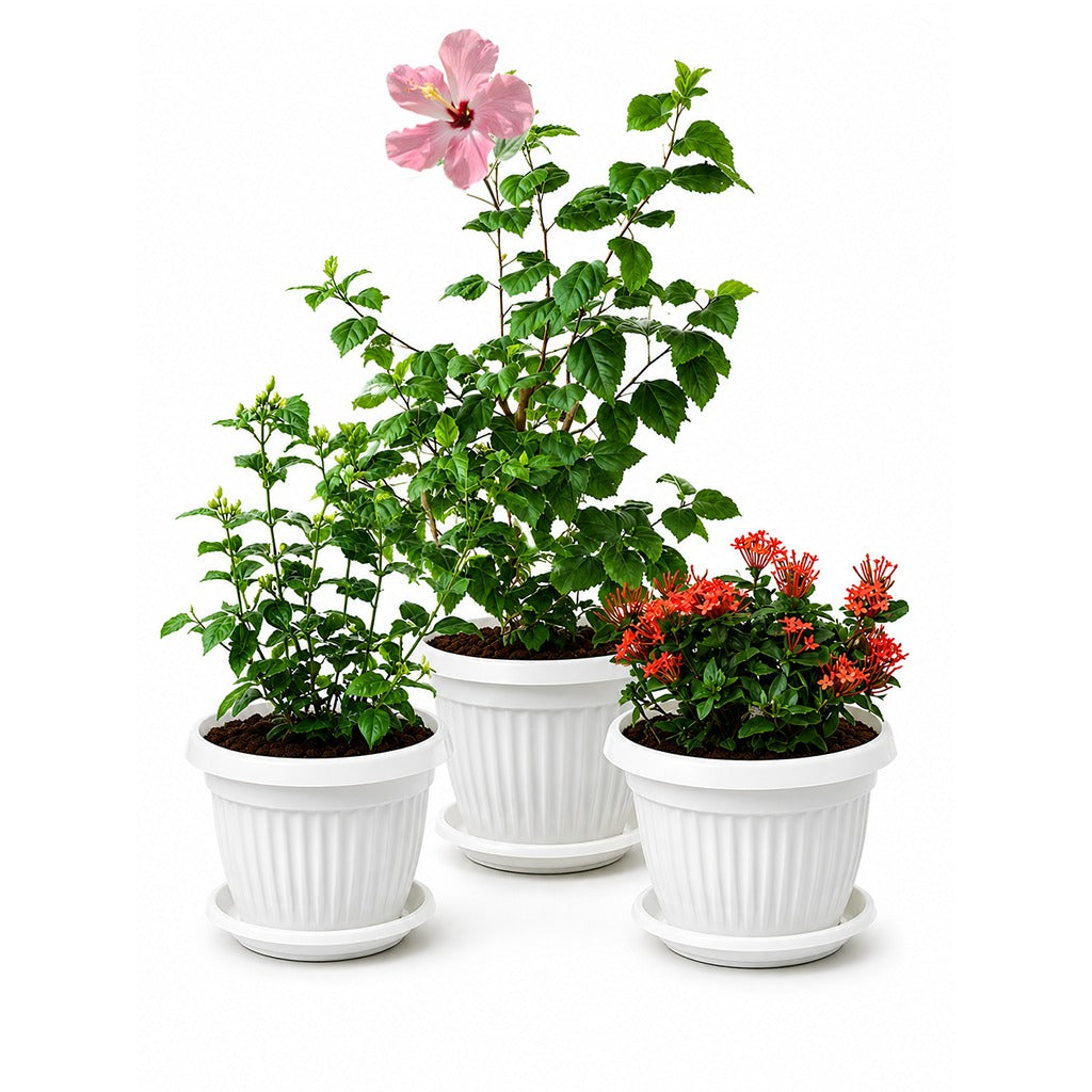 Balcony flowering plants-pot combo- Jasmine- Hibiscus- Ixora