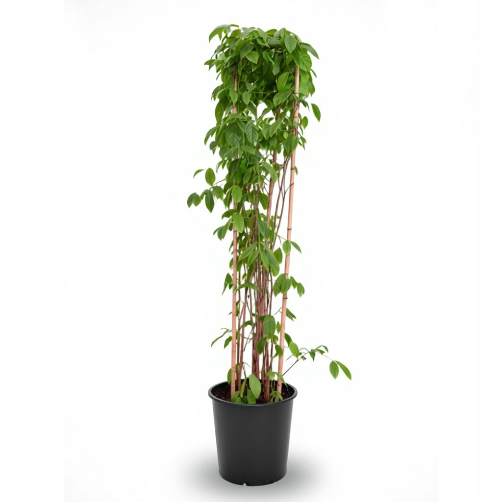 Quiscalis indica- Rangoon creeper 3 stick