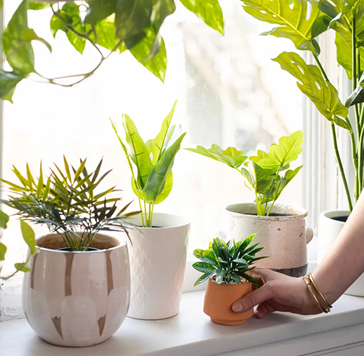 Indoor Plant Care Tips