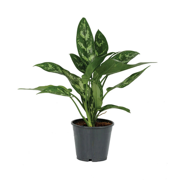 aglaonema plant of steel Aglaonema Maria - Chinese evergreen