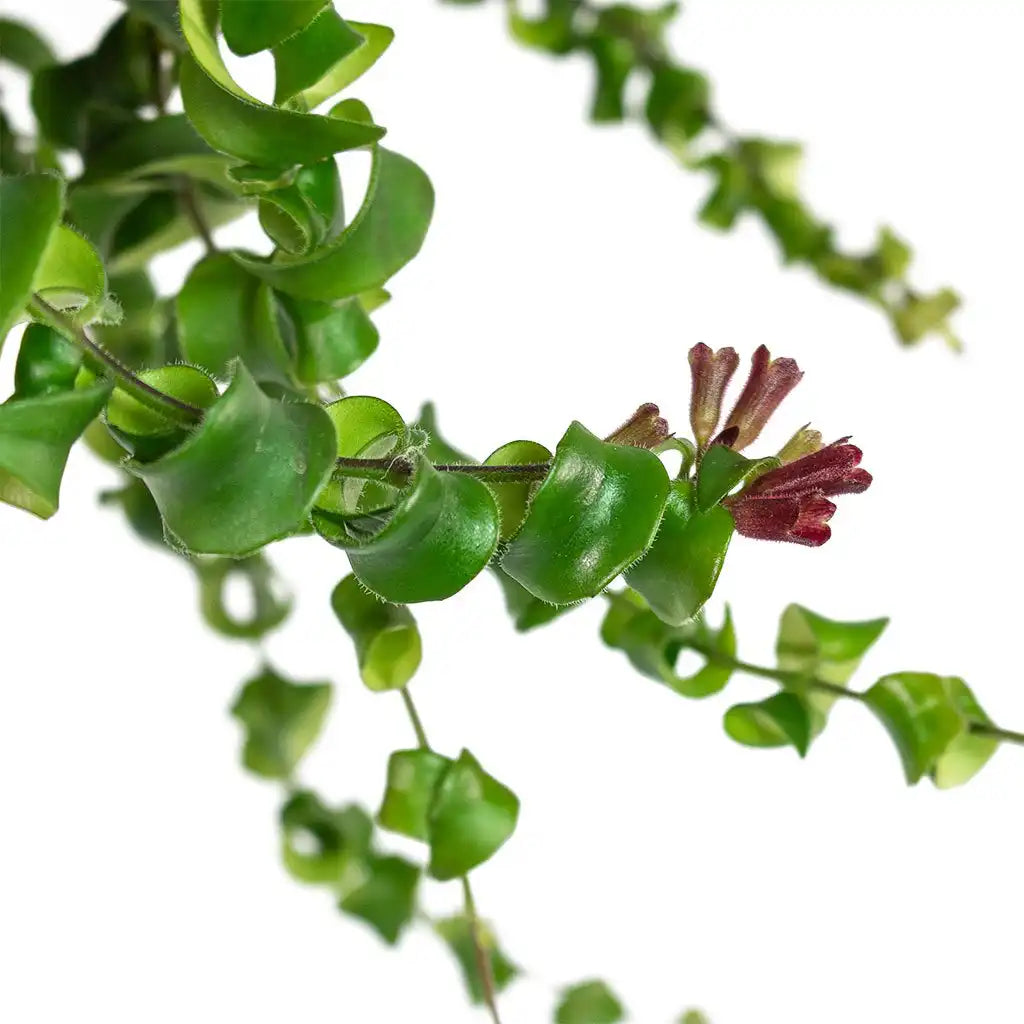 Aeschynanthus Twister - Lipstick Plant