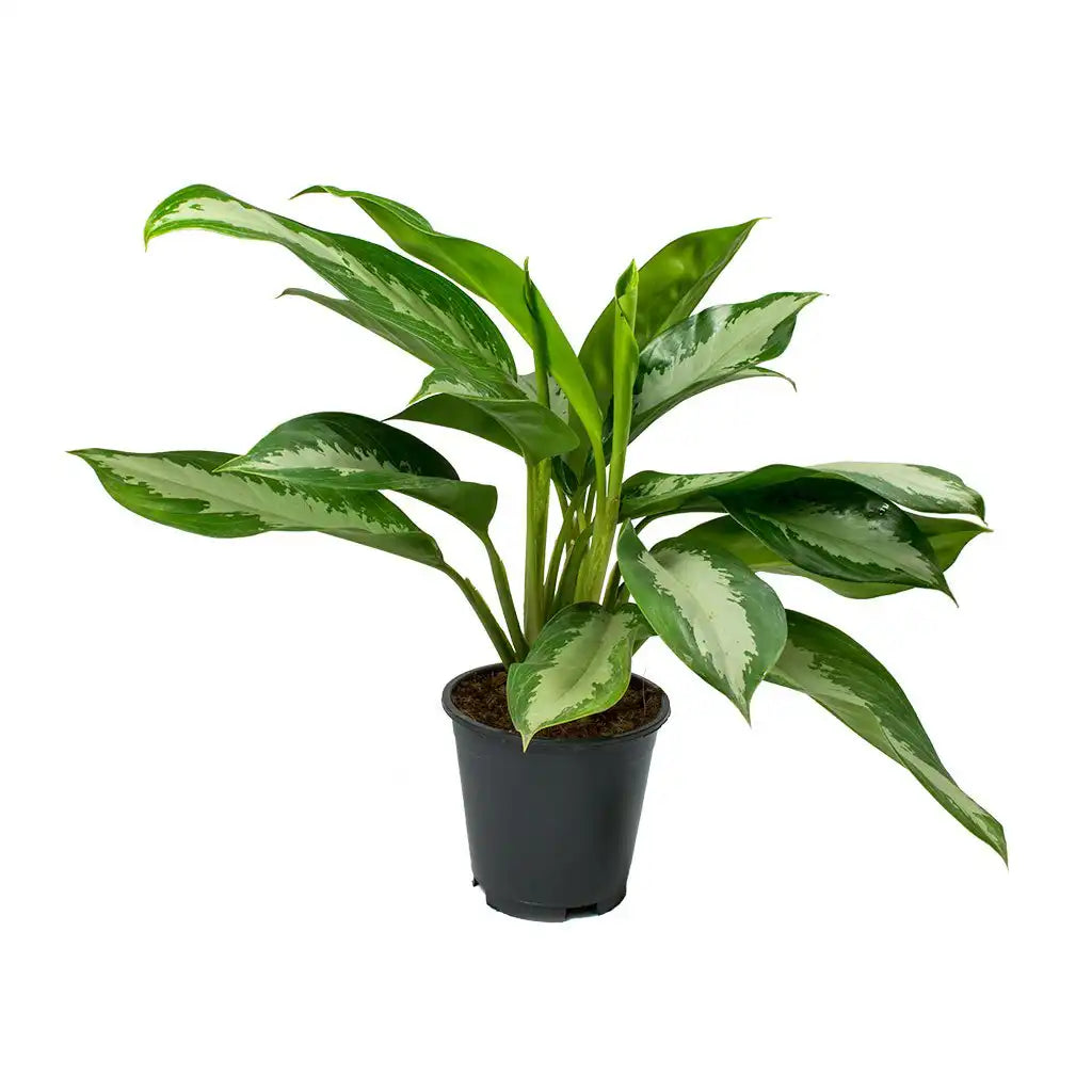 Aglaonema Pattaya Beauty   - Chinese evergreen