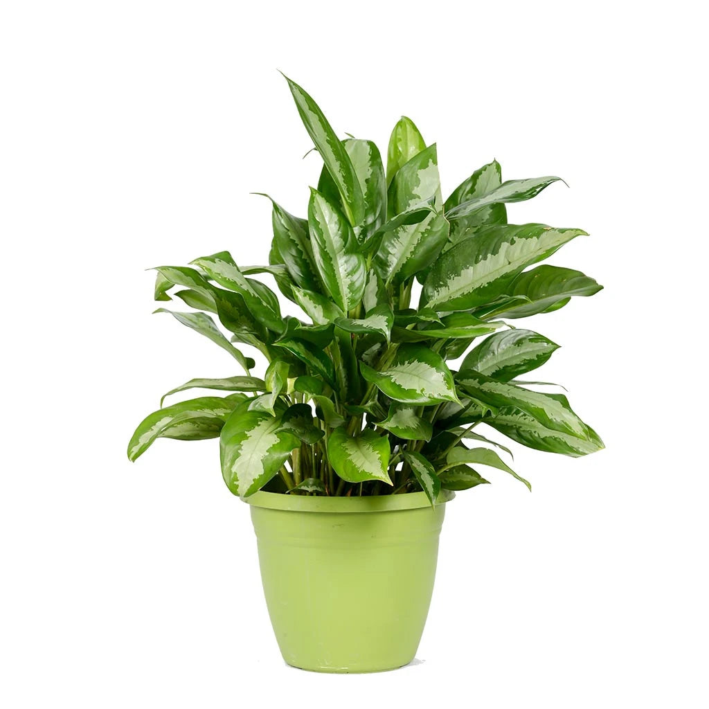 Aglaonema Pattaya Beauty   - Chinese evergreen