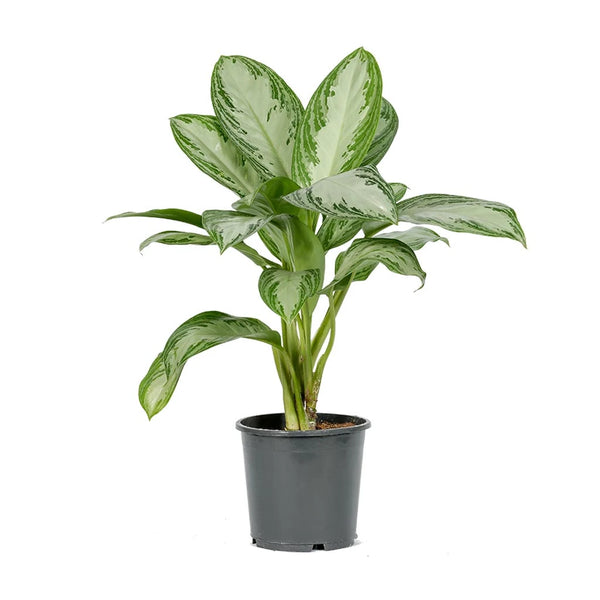 Aglaonema Maria - Chinese evergreen