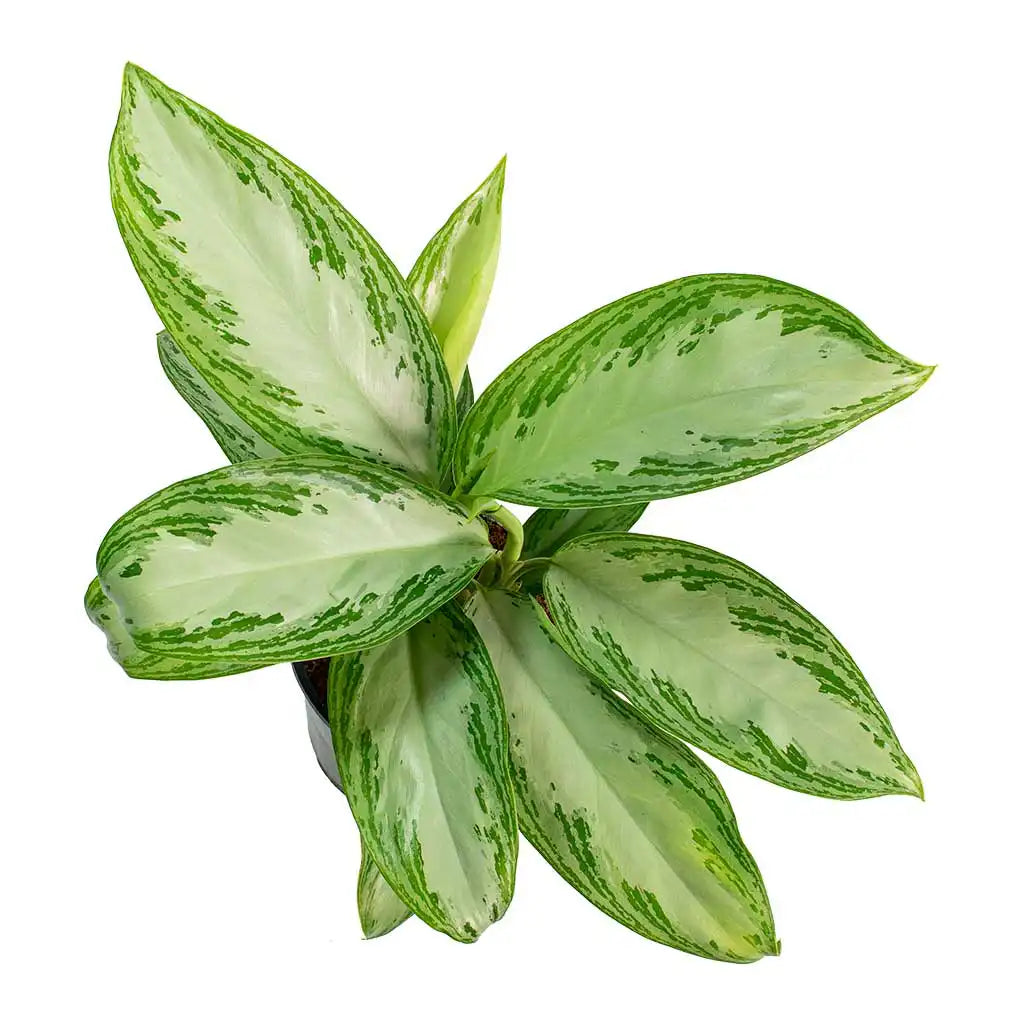 artificial house plants with lights Fluora Floor Plant | Elevated Mood Lighting