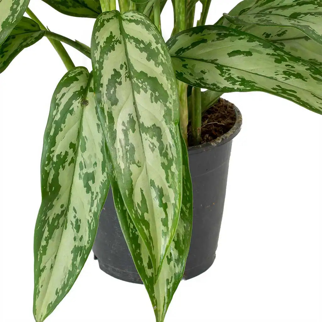 aglaonema silver queen plant Aglaonema Maria - Chinese evergreen