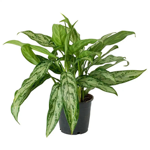aglaonema alumina Aglaonema Maria - Chinese evergreen