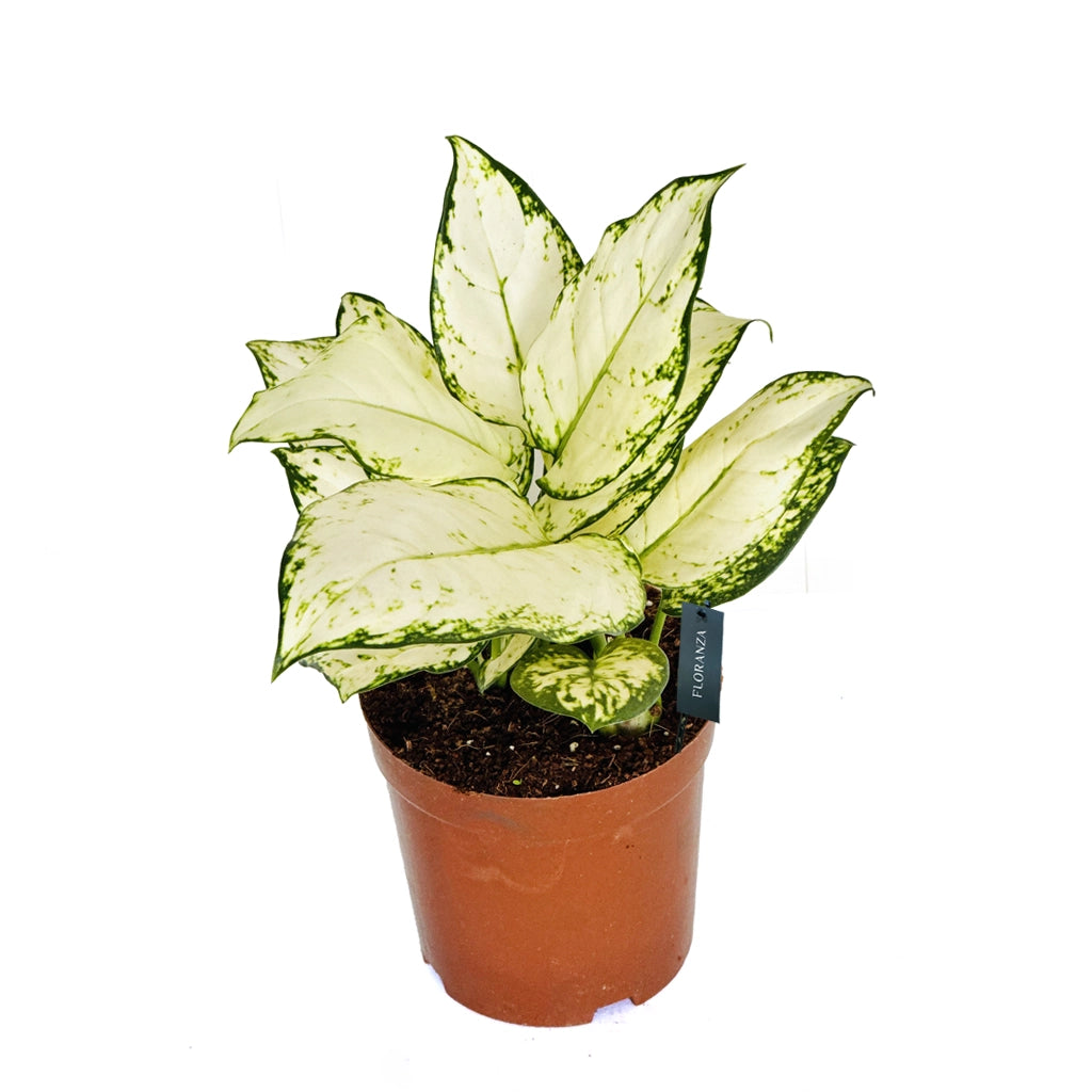 Aglaonema white joy- Chinese Evergreen