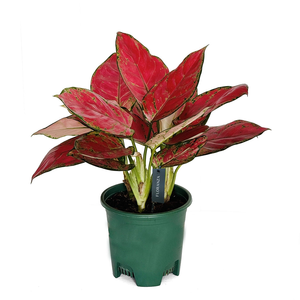 Aglaonema red- Chinese evergreen - FLORANZA INTERNATIONAL NURSERY