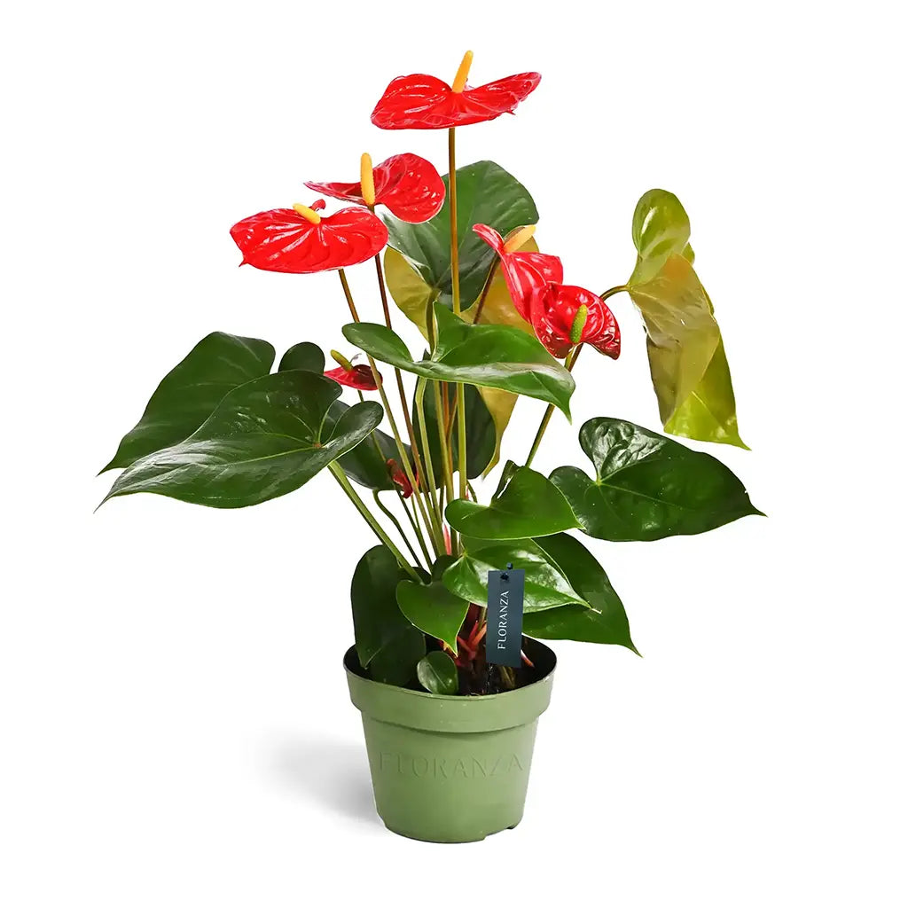 anthurium red sensation Anthurium - Flamingo Flower-Laceleaf (Assorted colours)