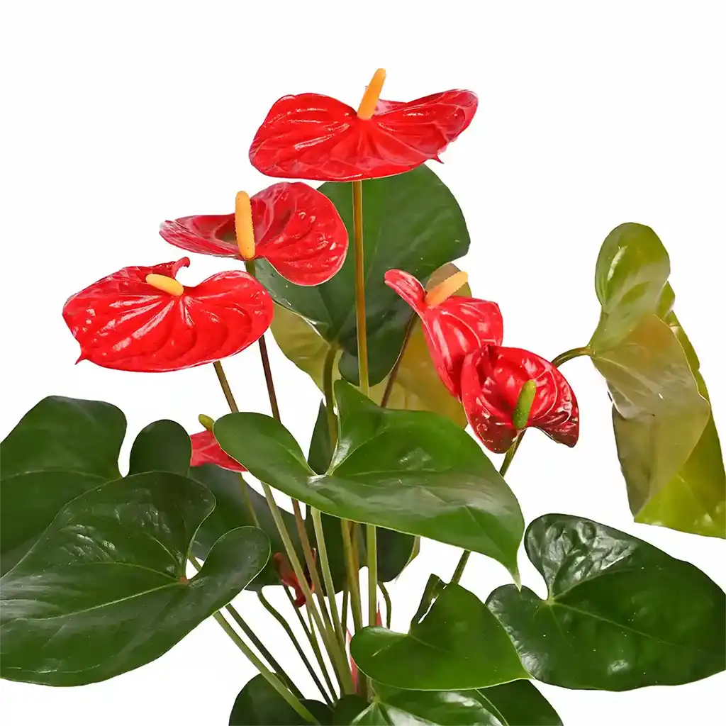 Anthurium - Flamingo Flower-Laceleaf (Assorted colours)