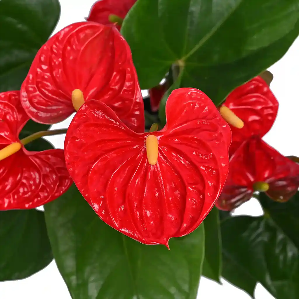 Anthurium - Flamingo Flower-Laceleaf (Assorted colours) - FLORANZA  INTERNATIONAL NURSERY