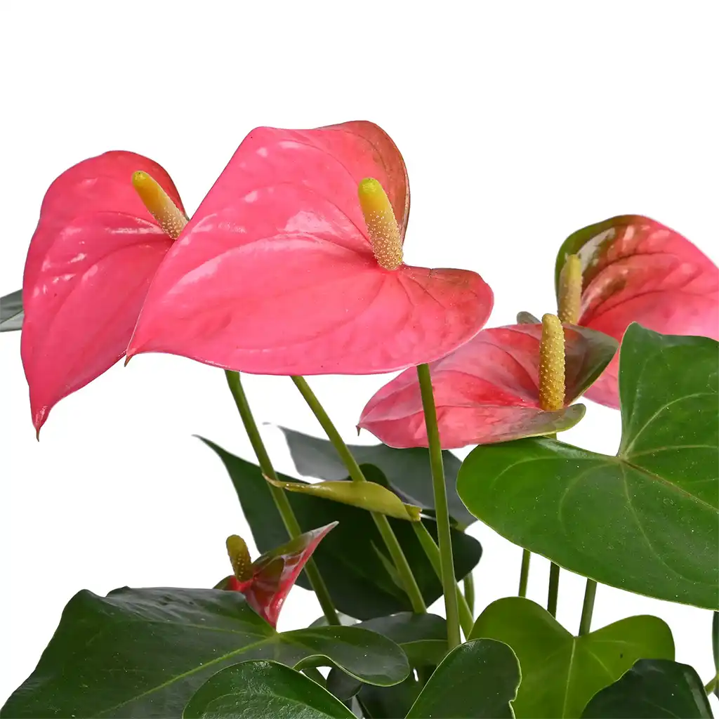Anthurium -Laceleaf- Flamingo Flower (Assorted colours)