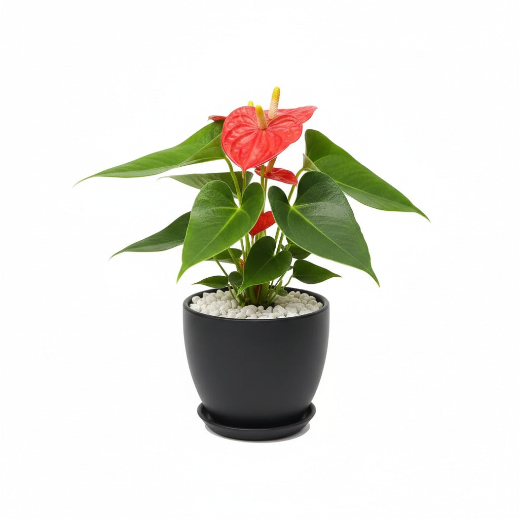 Anthurium-Laceleaf -Flamingo Flower in black ceramic planter