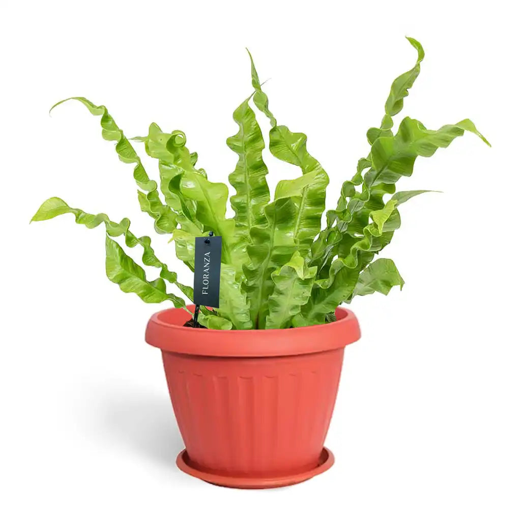 Asplenium Nidus - Bird&#39;s Nest Fern